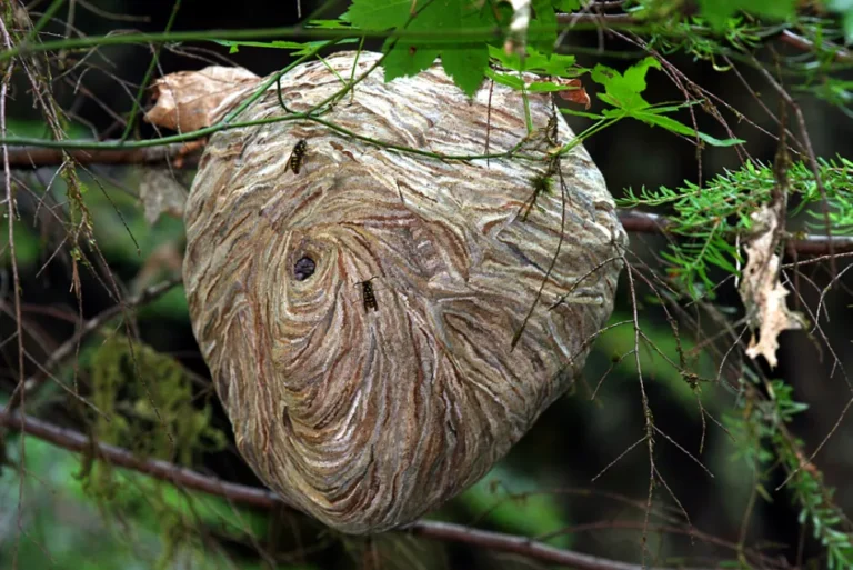 Decoy Wasp Nests